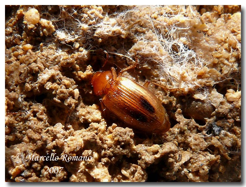 Dicheirotrichus obsoletus (Carabidae) alle saline di Trapani